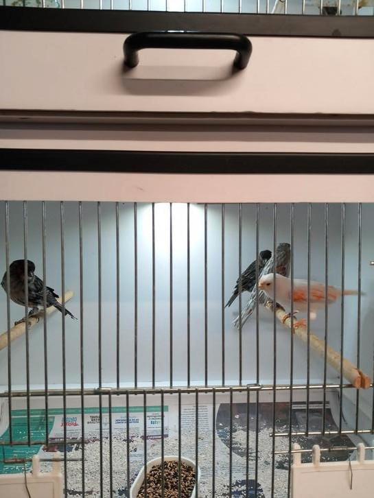 2 koppels mozaïek, Dieren en Toebehoren, Vogels | Kanaries, Kleurkanarie, Meerdere dieren