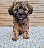 Prachtige boomer x pomeriaan pups, Dieren en Toebehoren, Nederland, CDV (hondenziekte), 8 tot 15 weken, Meerdere