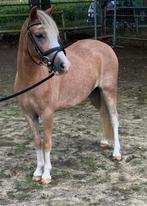 Leuke kinder/ bixiepony, Dieren en Toebehoren, Pony's, Merrie, Recreatiepony, 3 tot 6 jaar