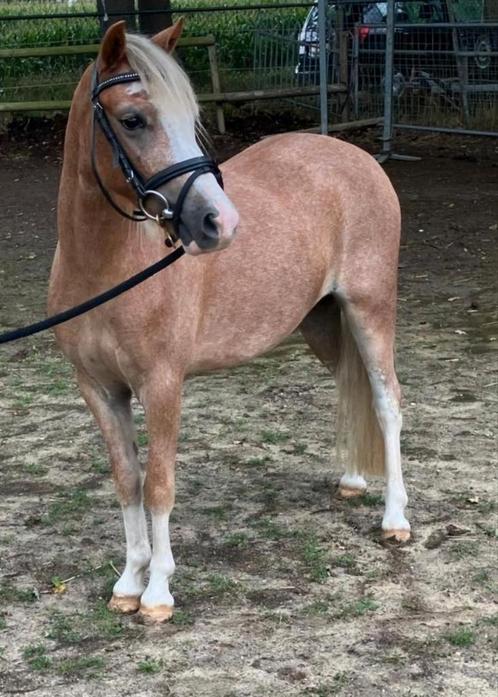 Leuke kinder/ bixiepony, Dieren en Toebehoren, Pony's, Merrie, Recreatiepony, 3 tot 6 jaar