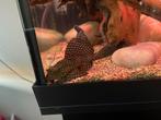 Pterygoplichthys gibbiceps Zeilvin Pleco algeneter, Vis, Zoetwatervis