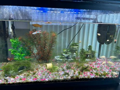 Aquarium compleet met visjes en toebehoren, Dieren en Toebehoren, Vissen | Aquaria en Toebehoren, Zo goed als nieuw, Ophalen of Verzenden