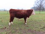 hereford stier kalf, Mannelijk, 0 tot 2 jaar