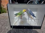 lgeelkop geelstaart  x violet witkop witstaart  halsbanen, Dieren en Toebehoren, Vogels | Parkieten en Papegaaien, Meerdere dieren