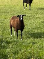 Zwartbles ram van dit jaar, Dieren en Toebehoren, Schapen, Geiten en Varkens, Meerdere dieren, Schaap, 0 tot 2 jaar