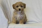 Leuke Maltipoo pups ( Maltezer x Dwerg Poedel ), CDV (hondenziekte), Meerdere, 8 tot 15 weken, Meerdere dieren