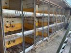 Konijnenhokken, Dieren en Toebehoren, Knaagdieren en Konijnen | Hokken en Kooien, Ophalen, 60 tot 90 cm, Cavia, Hok