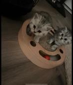 Prachtige Brits Korthaar Kittens (4 katers + 1 poes), Dieren en Toebehoren, Katten en Kittens | Raskatten | Korthaar, Meerdere dieren