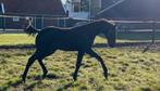 Merrie veulen, Dieren en Toebehoren, Paarden, Merrie, Dressuurpaard, 0 tot 2 jaar