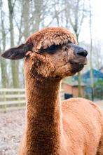 Reflex alpaca huacaya hengst halstermak AAB, Juni, Mannelijk