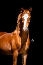 Welsh B hengstveulen, Dieren en Toebehoren, Pony's, Dressuurpony, Niet van toepassing, 0 tot 2 jaar, Hengst