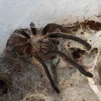 Harpactira pulchripes, Dieren en Toebehoren, Insecten en Spinnen