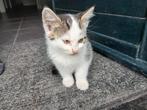 Kittens  Boerderijkatjes, Meerdere dieren