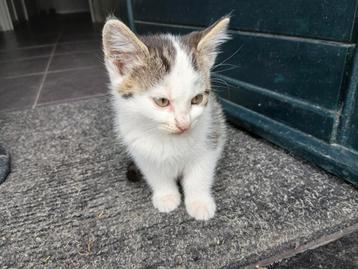 Kittens  Boerderijkatjes  beschikbaar voor biedingen