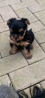 Yorkterier pup York shire terier, Dieren en Toebehoren, Honden | Jack Russells en Terriërs, Yorkshire Terriër, Parvo, Reu, 8 tot 15 weken