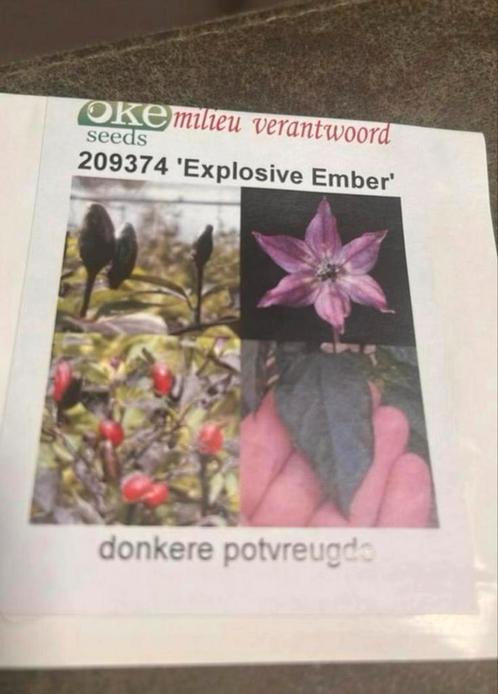 Peper zaden explosive ember, Tuin en Terras, Bloembollen en Zaden, Zaad, Voorjaar, Volle zon, Ophalen of Verzenden