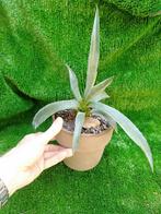 De Agave americana is op een droge beschutte plek winterhard, Ophalen, Overige soorten, Minder dan 100 cm