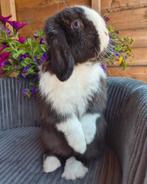 Minilop (Fok)ram. Blauwoog., Dieren en Toebehoren, Mannelijk, Dwerg, Hangoor, 0 tot 2 jaar