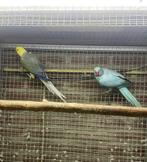 kweekkoppel halsbandparkieten opaline wkws, Meerdere dieren, Parkiet
