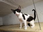 Jarela, Soplo, gered uit een kas, 12-2-2025, Dieren en Toebehoren, Katten en Kittens | Overige Katten, Kater, Kortharig, 0 tot 2 jaar