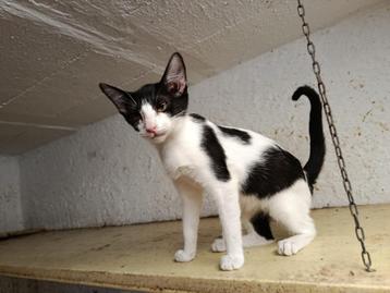 Jarela, Soplo, gered uit een kas, 12-2-2025 beschikbaar voor biedingen