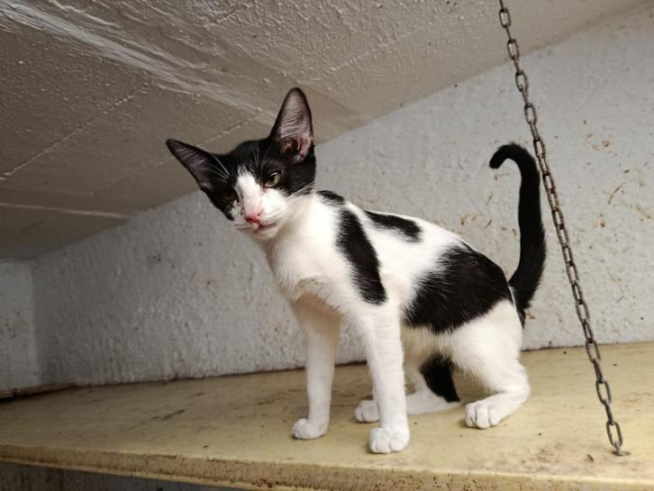 Jarela, Soplo, gered uit een kas, 12-2-2025, Dieren en Toebehoren, Katten en Kittens | Overige Katten, Kortharig, Kater, 0 tot 2 jaar
