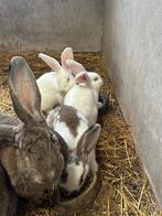 Vlaamse reus x langoor, Dieren en Toebehoren, Konijnen, Mannelijk, Groot, 0 tot 2 jaar