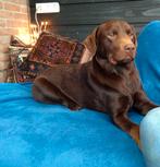 Labrador dekreu  geeft prachtige pups, Rabiës (hondsdolheid), 1 tot 2 jaar, Reu, Nederland