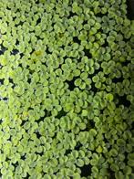 Salvinia.Drijfplantjes.Voor 0,50 een leuke starthoeveelheid, Ophalen, Nieuw, Gevuld zoetwateraquarium