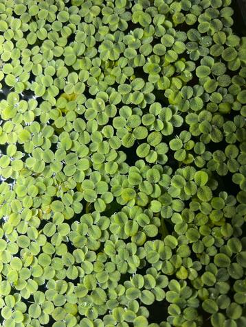 Salvinia.Drijfplantjes.Voor 0,50 een leuke starthoeveelheid beschikbaar voor biedingen