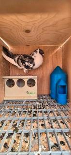 Koppel moroncelo, Dieren en Toebehoren, Meerdere dieren, Postduif