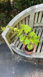 Druif, Minder dan 100 cm, Volle zon, In pot, Ophalen of Verzenden