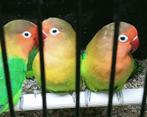 Prachtige piep jonge agapornis fisheri lovebirds wk, Dieren en Toebehoren, Meerdere dieren, Dwergpapegaai of Agapornis, Geringd