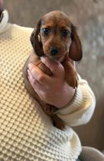 Kaninchen teckel pups, 8 tot 15 weken, Meerdere, Meerdere dieren, Ruwhaar