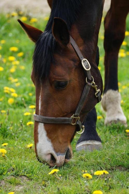 24/7 paddock met grote inloopstal en weidegang, Dieren en Toebehoren, Stalling en Weidegang, Weidegang, 1 paard of pony