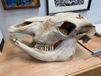 Stieren schedel zonder Hoorn, Ophalen of Verzenden, Zo goed als nieuw, Schedel