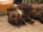 Prachtig opgezette baby steenmarter, Verzamelen, Dierenverzamelingen, Ophalen of Verzenden, Nieuw, Wild dier, Opgezet dier