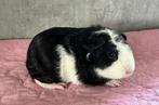 Cuy mix 1/4 Skinny 2 zeugen en 1 beer, Dieren en Toebehoren, Knaagdieren, Cavia, Juli, Meerdere dieren, Tam