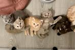 Britse korthaar kittens, Dieren en Toebehoren, Meerdere dieren, Met stamboom, 0 tot 2 jaar