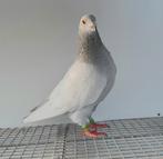 Kleurpostduif kleurpostduiven postduif kleurduif sierduif, Dieren en Toebehoren, Vogels | Duiven, Mannelijk, Postduif