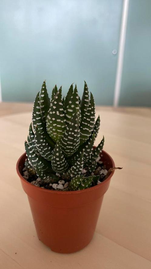 Mini haworthia fasciata, Huis en Inrichting, Kamerplanten, Overige soorten, Minder dan 100 cm, Ophalen of Verzenden