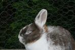 Dwerg konijn voedster, kleurdwerg, Dieren en Toebehoren, Dwerg, Vrouwelijk, 0 tot 2 jaar, Hangoor