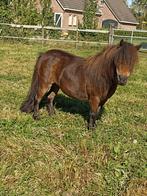 3 Shetland merries , 2 met nsps stamboek, Dieren en Toebehoren, Pony's, Merrie, A pony (tot 1.17m), 3 tot 6 jaar, Recreatiepony