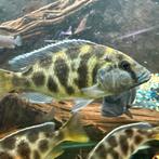 Nimbochromis Venustus, Vis