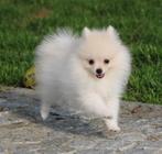 Pomeriaan/Dwergkees pups, België, Keeshond, CDV (hondenziekte), 8 tot 15 weken