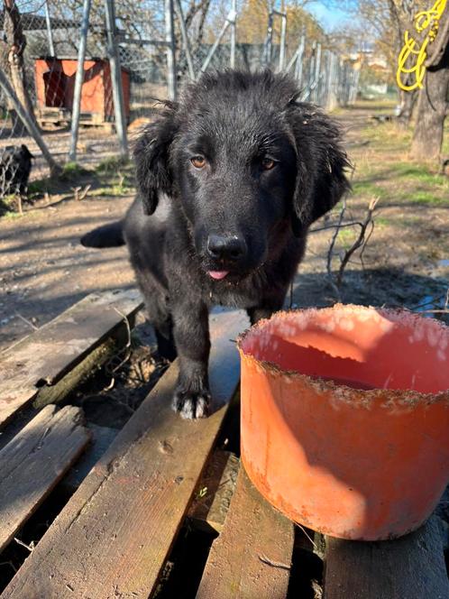 Lieve pup Black Berry ter adoptie, Dieren en Toebehoren, Honden | Niet-rashonden, Groot, Reu, Particulier, Eén hond, Buitenland