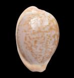 Schelpen: Cypraea fuscorubra 34,3mm (Gem-) Zuid Afrika, Verzamelen, Ophalen of Verzenden, Schelp(en)