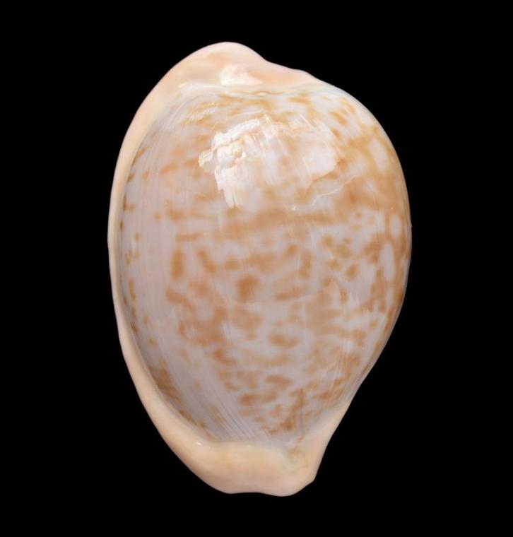 Schelpen: Cypraea fuscorubra 34,3mm (Gem-) Zuid Afrika, Verzamelen, Mineralen en Fossielen, Schelp(en), Ophalen of Verzenden