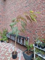 Perzische slaapboom 200 - 250 cm  albizia julibrissin, Tuin en Terras, Planten | Bomen, Ophalen, Volle zon, Overige soorten, 100 tot 250 cm
