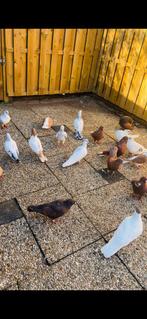 Te koop Afghaanse duiven, Meerdere dieren, Overige soorten